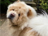 Chow Chow mâle pour saillie