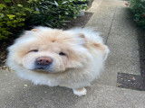 Chow Chow mâle pour saillie