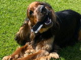 De race Cocker Anglais disponible pour saillie