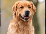 Mâle Golden Retriever LOF disponible pour saillie
