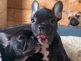 Vente de 2 chiots Bouledogues Français noir panaché blanc mâles (non LOF)