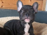 Vente de 2 chiots Bouledogues Français noir panaché blanc mâles (non LOF)