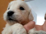 Chiots Golden Retriever disponibles