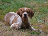 À vendre, 1 chiot Épagneul Breton orange et blanc mâle (LOF)