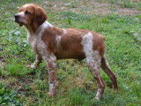 À vendre, 1 chiot Épagneul Breton orange et blanc mâle (LOF)