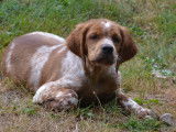 À vendre, 1 chiot Épagneul Breton orange et blanc mâle (LOF)