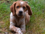 À vendre, 1 chiot Épagneul Breton orange et blanc mâle (LOF)
