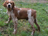 À vendre, 1 chiot Épagneul Breton orange et blanc mâle (LOF)