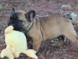 À vendre : 4 chiots Bouledogues Français LOF fauves