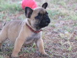 À vendre : 4 chiots Bouledogues Français LOF fauves