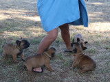 À vendre : 4 chiots Bouledogues Français LOF fauves