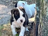 5 chiots Bouledogues Américains LOF à réserver
