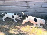 5 chiots Bouledogues Américains LOF à réserver