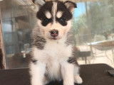 &Agrave; r&eacute;server : 3 chiots Huskies noir et blanc LOF