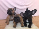2 chiots Bouledogues Français femelles (LOF), à vendre