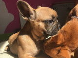 2 chiots Bouledogues Français femelles (LOF), à vendre