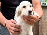 À vendre : 8 chiots Setters Anglais LOF au pelage beige