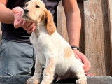 À vendre : 8 chiots Setters Anglais LOF au pelage beige