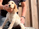 À vendre : 8 chiots Setters Anglais LOF au pelage beige
