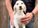 À vendre : 8 chiots Setters Anglais LOF au pelage beige
