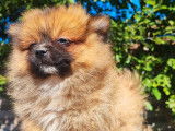 Un chiot femelle Spitz Allemand non LOF rouge fauve charbonné à vendre