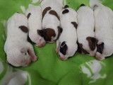 6 chiots Jack Russell Terriers LOF à réserver