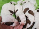 6 chiots Jack Russell Terriers LOF à réserver