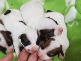 6 chiots Jack Russell Terriers LOF à réserver