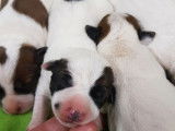 6 chiots Jack Russell Terriers LOF à réserver