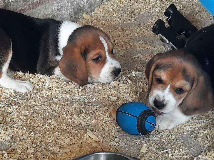 7 chiots Beagles non LOF en attente d’adoption