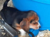 7 chiots Beagles non LOF en attente d’adoption