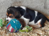 7 chiots Beagles non LOF en attente d’adoption