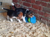 7 chiots Beagles non LOF en attente d’adoption