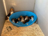 7 chiots Beagles non LOF en attente d’adoption
