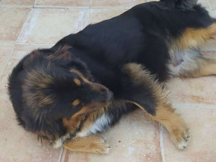 Une chienne Berger Australien noir tricolore LOF de 2 ans à céder