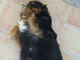 Une chienne Berger Australien noir tricolore LOF de 2 ans à céder