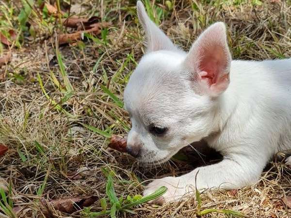 Adoption de 4 chiots Chihuahuas non LOF nés en 2022