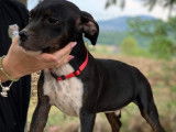 Un chiot Staffie mâle LOF né en 2022 à adopter