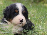5 chiots Bouviers Bernois tricolores (LOF), &agrave; r&eacute;server