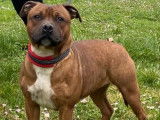 1 chienne Staffie, pelage fauve panaché blanc, de 2 ans (LOF) en vente