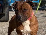 1 chienne Staffie, pelage fauve panaché blanc, de 2 ans (LOF) en vente