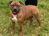 1 chienne Staffie, pelage fauve panaché blanc, de 2 ans (LOF) en vente