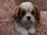 À réserver, chiots Cavalier King Charles feu et blanc (LOF)