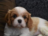 À réserver, chiots Cavalier King Charles feu et blanc (LOF)