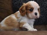 À réserver, chiots Cavalier King Charles feu et blanc (LOF)