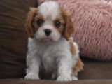 À réserver, chiots Cavalier King Charles feu et blanc (LOF)