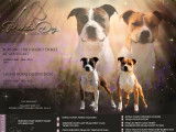 Disponible Chiot Femelle American Staffordshire Terrier (LOF)