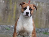 Disponible Chiot Femelle American Staffordshire Terrier (LOF)