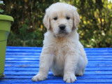 R&eacute;servation de 13 chiots Golden Retrievers beiges (LOF)