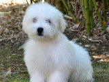 À vendre 3 chiots Coton de Tuléar LOF blancs